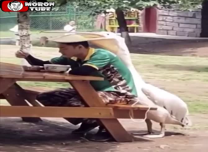 Video :A pelican cries out for its portion of food
